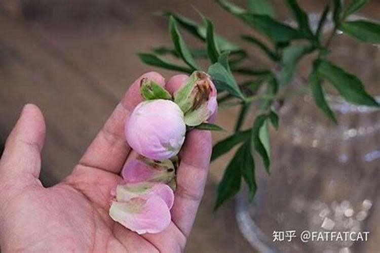 芍药施肥时间和方法,芍药喜欢什么肥料