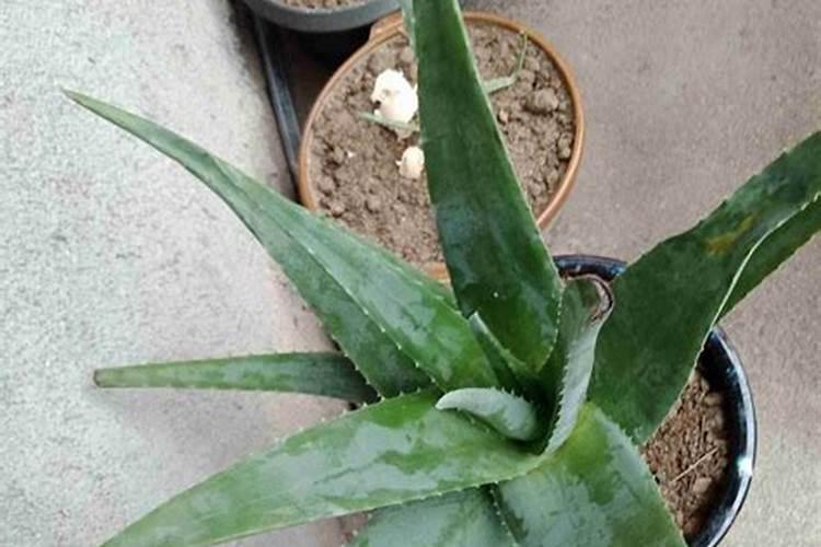 芦荟施肥方法,用什么肥好