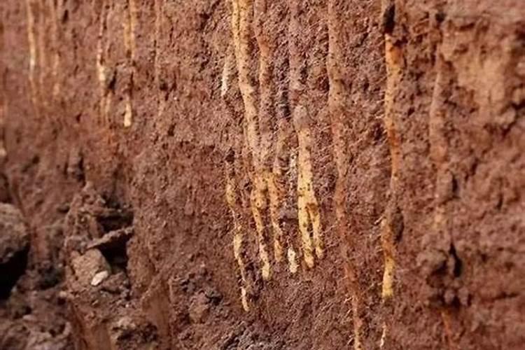 花生泡在水里的生长过程 花生泡在水里的生长过程日记