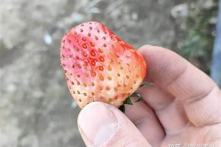 果树根瘤病根腐病,根线虫应该怎么防治