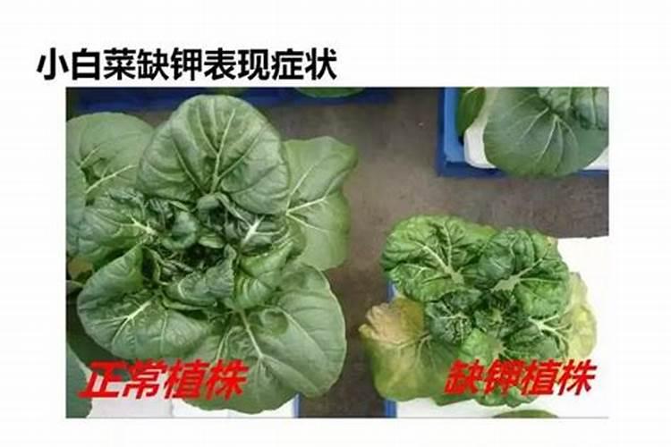 缺少氮磷钾肥分别有什么现象