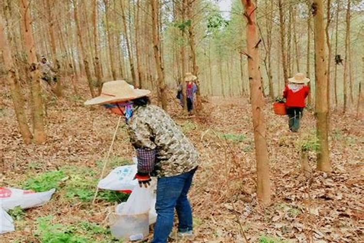 番茄全年营养管理,该如何施肥？