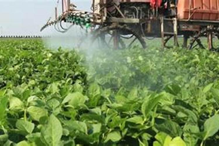 大豆开花期打什么叶面肥好 如何施肥可以增产