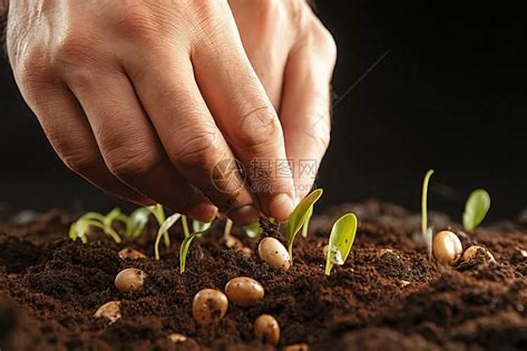 种豆可以肥田的原因,什么肥膨果快