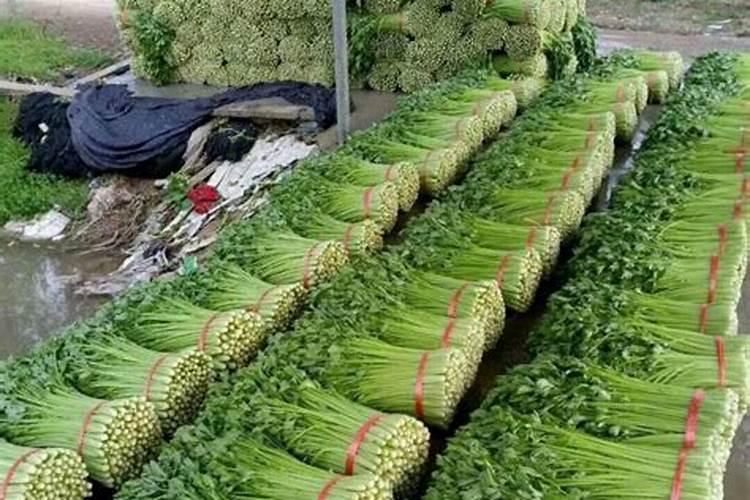 芹菜喜欢什么肥料？