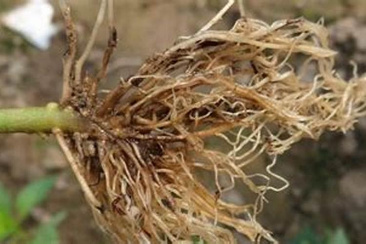 让辣椒高产的追肥建议,种辣椒用叶面肥哪个好