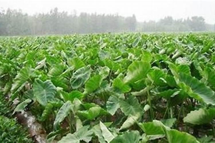 增加土壤肥力的方法有哪些