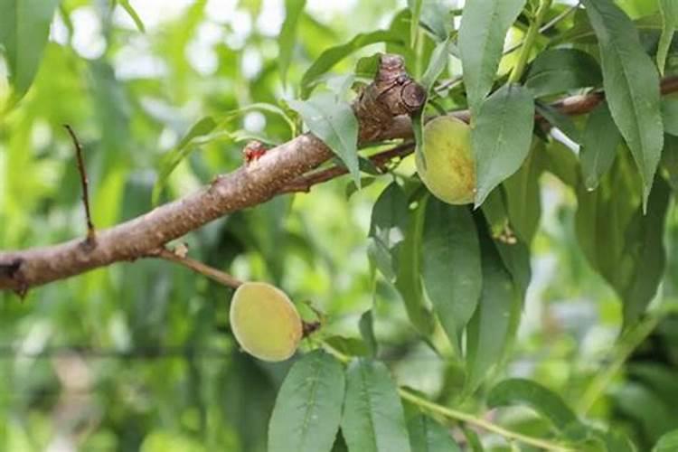 桑树叶子有什么功效和作用 桑树叶子有什么现代应用方法有什么