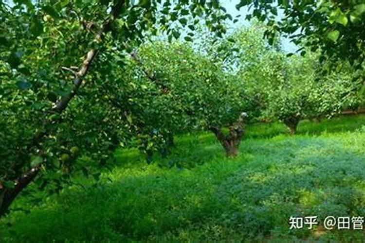 鱼腥草对环境有什么要求？