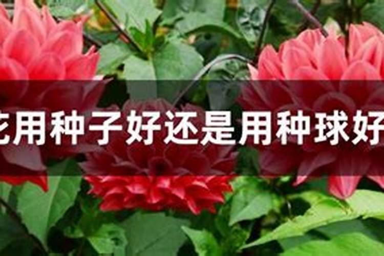矿源腐植酸有机碱性炭肥是什么肥料？跟其它肥料有何区别？