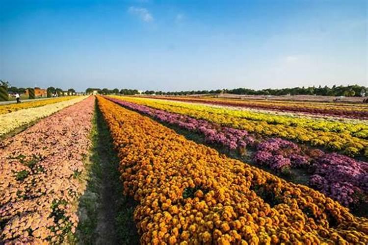 黄色菊花多少钱一斤