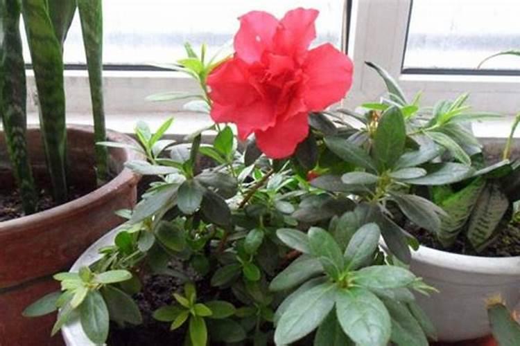 控释肥和营养液哪个好