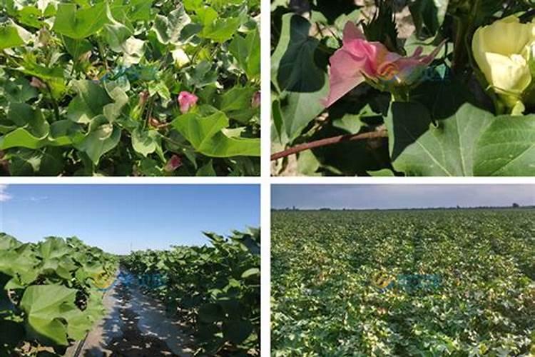 新疆棉花最后一片施肥应该在什么时候结束？时间。