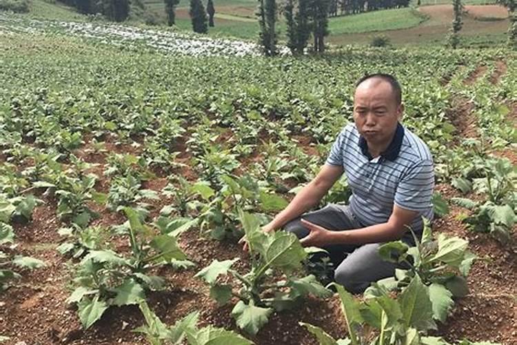 云南省文山县水稻什么时候收割,那个镇面积大？