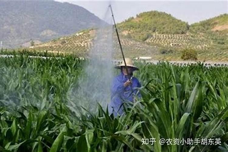 种植菠菜怎么施肥,该施什么肥料