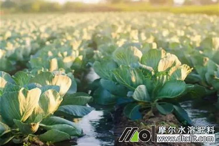 碳酸氢铵能否随水冲施