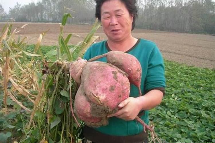 水溶肥国内排名第一的是哪个