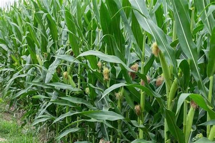 茶花施肥用什么肥料