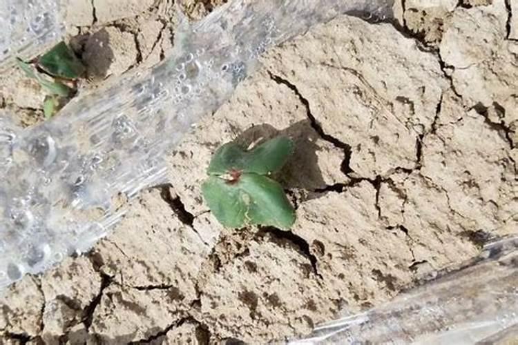 大红尖椒种植技巧