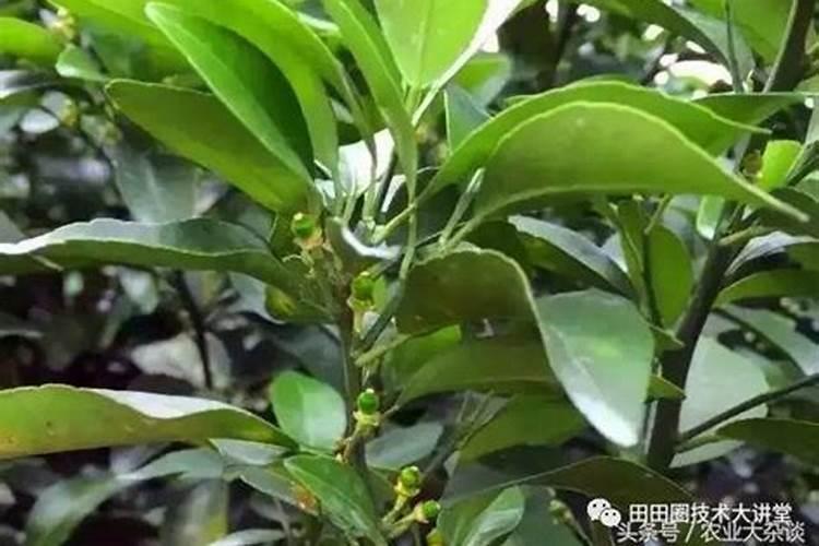 这些柑橘保果技术方案,收藏就对了!