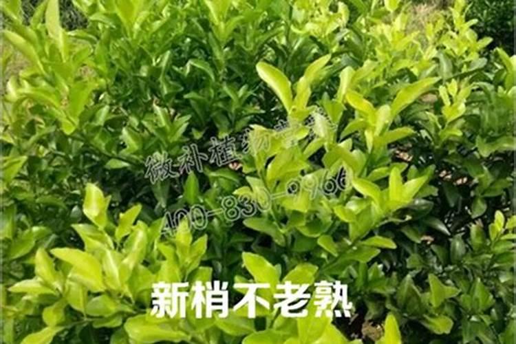 爱媛春梢怎样才是转绿了