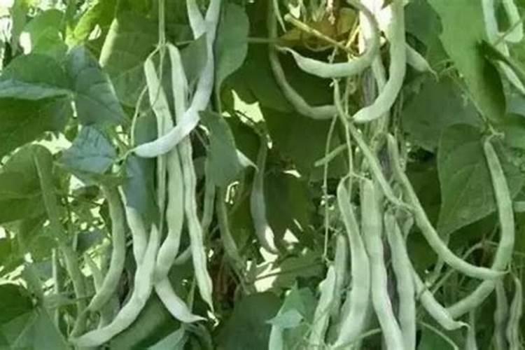 芸豆喜欢什么叶面肥