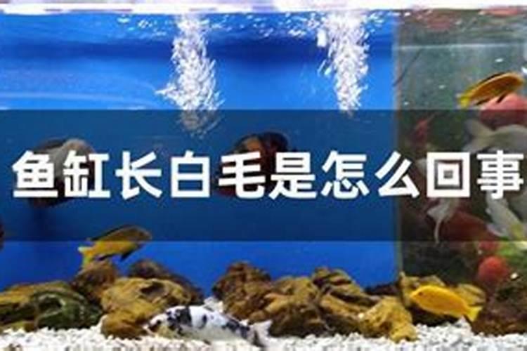 水稻施肥时间与施肥技术