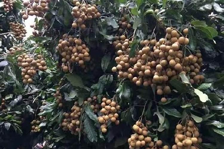 月季花用什么除草剂除草又不伤苗？