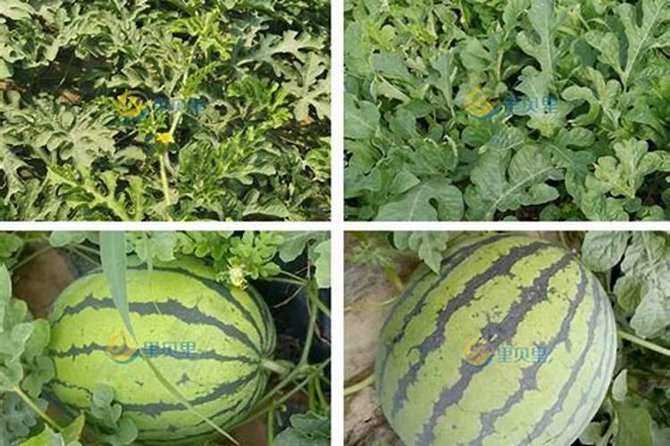 建兰到十一月要浇什么肥料