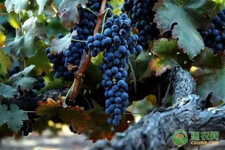 葡萄裂果的原因和防治