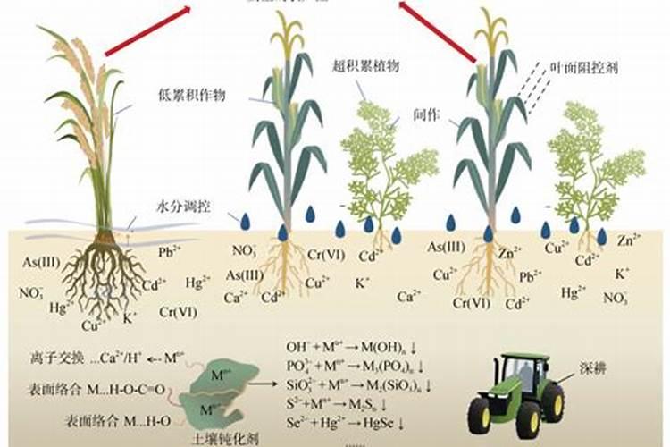 化肥含重金属吗？