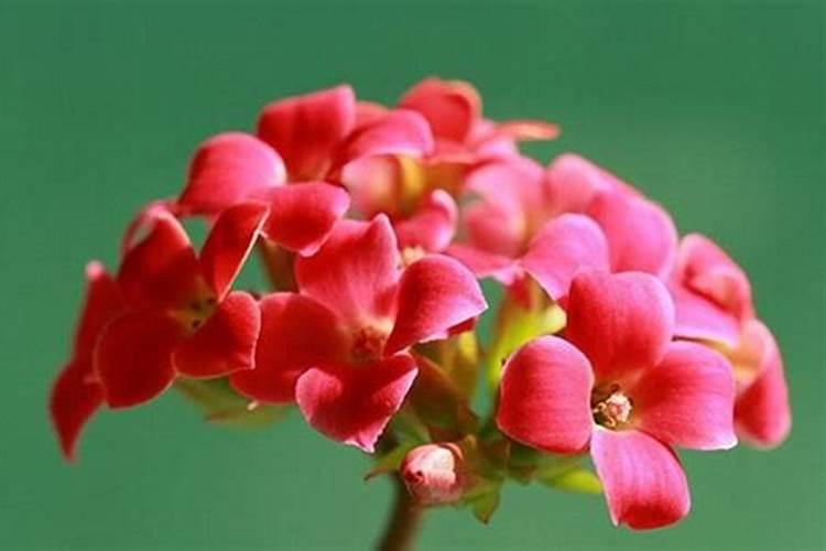 辣椒幼苗什么时候施肥