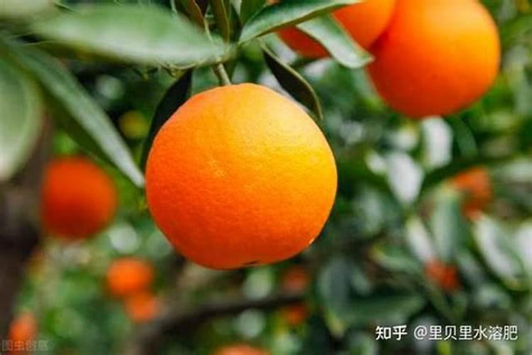 绿植萌发新叶要施肥吗？