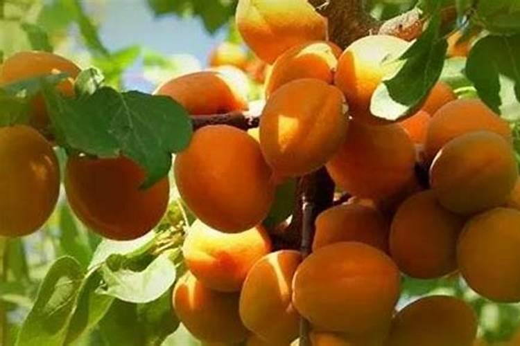 杏树种植病虫害很多,该如何防治？