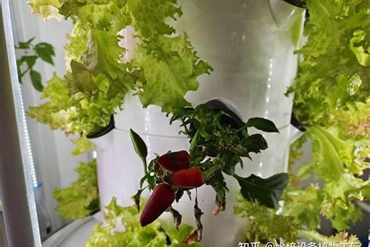 水培蔬菜用什么肥料？