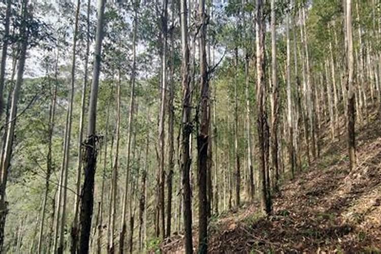 辣椒苗床用什么除草剂