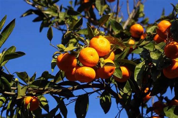 辣椒苗床用什么除草剂