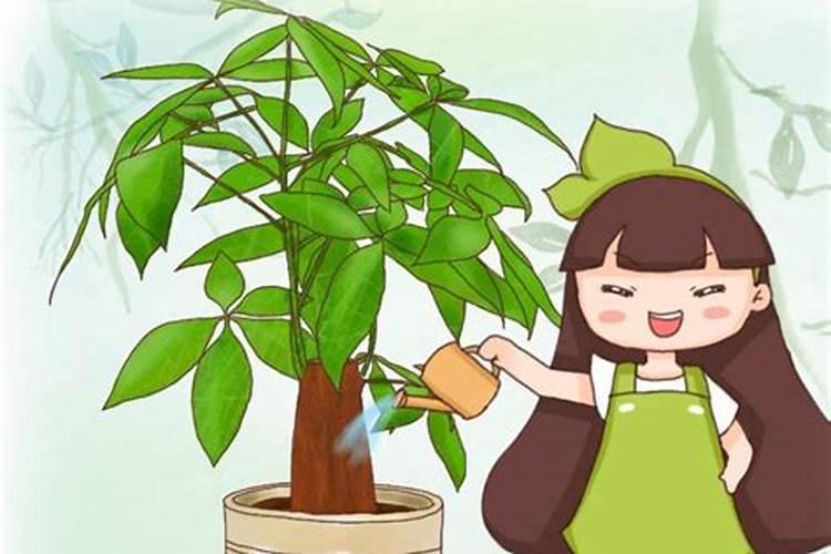 茶花树施鱼血水可以吗？