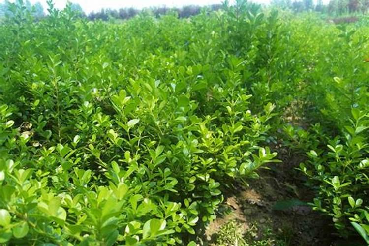 八月份种北海道黄杨树苗成活率高