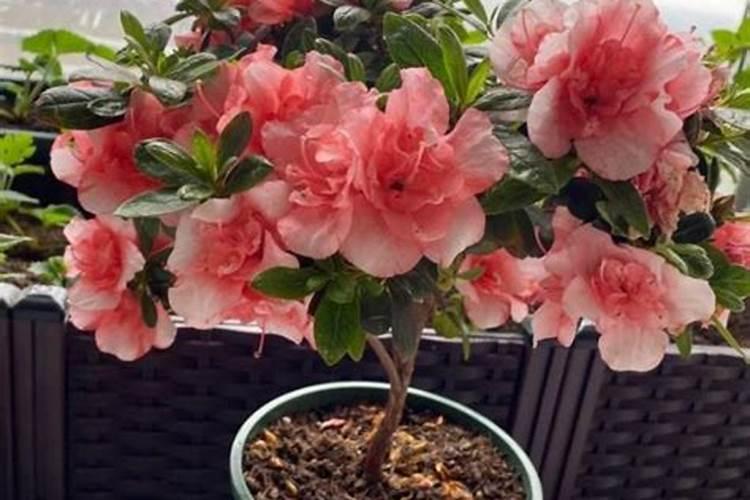 洋葱下雨打药最简单三个步骤