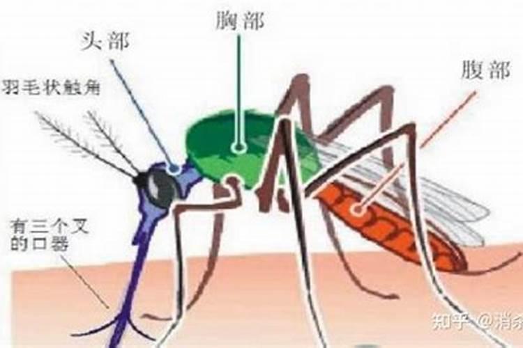 盆栽桂花冬天用施肥吗 桂花养护注意事项介绍