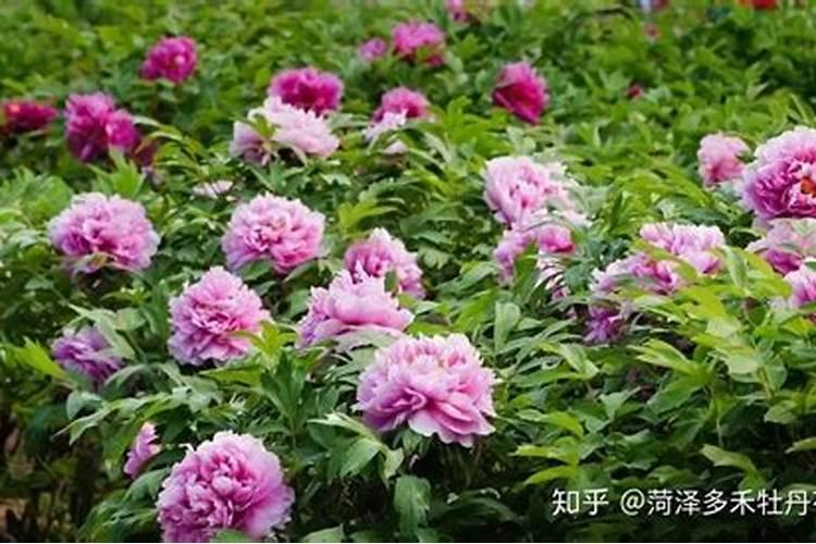 种大蒜最好的复合肥