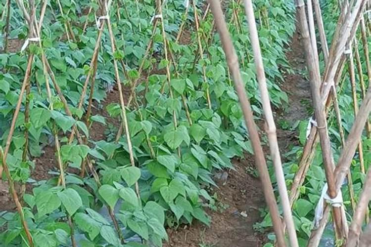 怎样根据木本花卉需肥特点进行施肥？