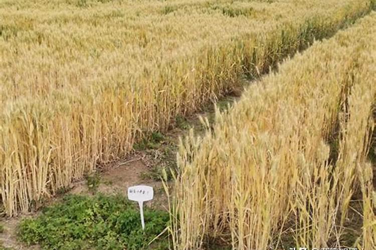 小麦亩产多少斤