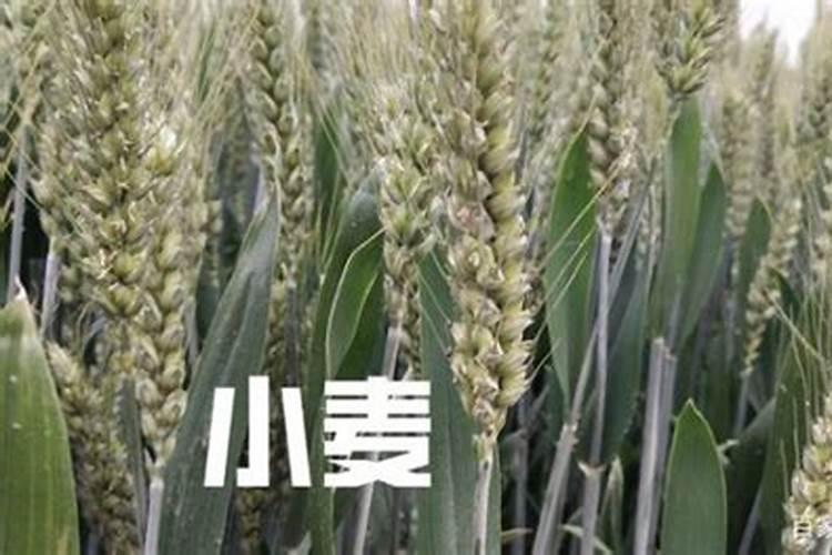 一亩地能产多少斤小麦