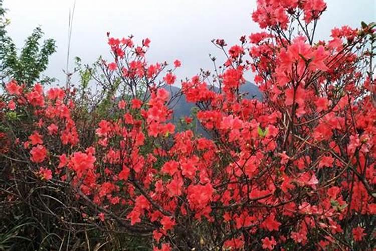 映山红能不能施肥