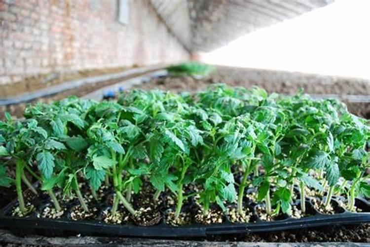 嘎啦苹果几月份成熟