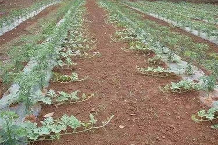 玉米硫酸钾好还是氯化钾好