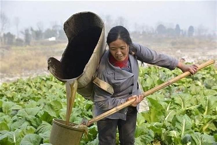 橘子树冻了还能活吗