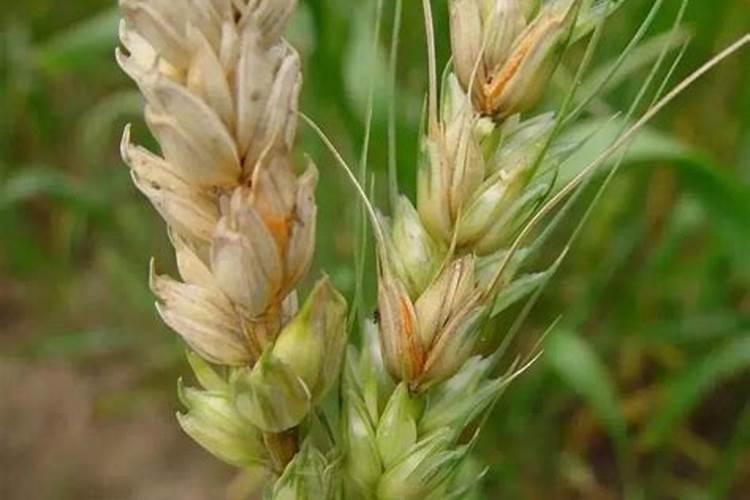 小麦用叶面肥好处哪些